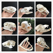 Load image into Gallery viewer, Taxidermy Skulls
