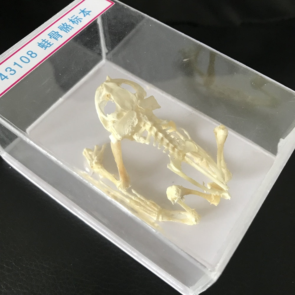 Frog Skeleton