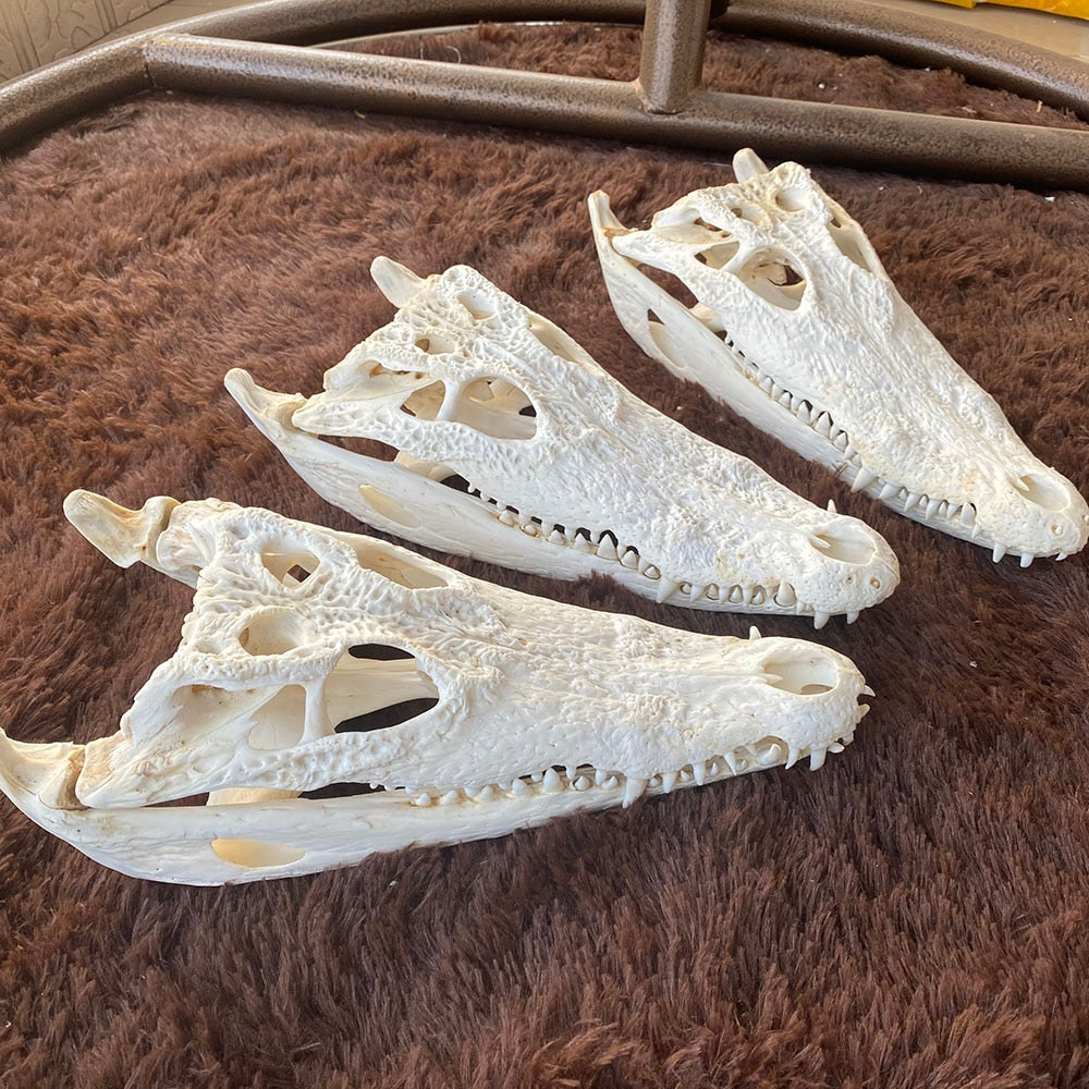 1Pcs Crocodile skull Taxidermy 8-16