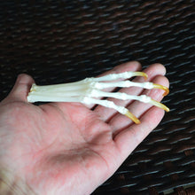 Load image into Gallery viewer, Red Fox foot articulated bones claws paws taxidermy
