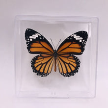 Lade das Bild in den Galerie-Viewer, Real Butterfly Specimens
