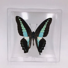 Lade das Bild in den Galerie-Viewer, Real Butterfly Specimens
