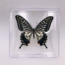 Lade das Bild in den Galerie-Viewer, Real Butterfly Specimens
