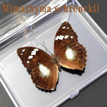 Lade das Bild in den Galerie-Viewer, Real Butterfly Specimens
