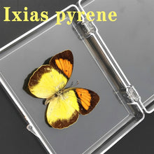 Lade das Bild in den Galerie-Viewer, Real Butterfly Specimens
