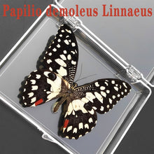 Lade das Bild in den Galerie-Viewer, Real Butterfly Specimens
