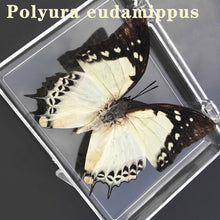 Lade das Bild in den Galerie-Viewer, Real Butterfly Specimens
