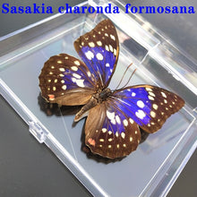 Lade das Bild in den Galerie-Viewer, Real Butterfly Specimens
