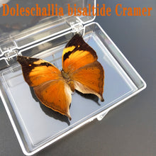 Lade das Bild in den Galerie-Viewer, Real Butterfly Specimens
