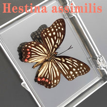 Lade das Bild in den Galerie-Viewer, Real Butterfly Specimens
