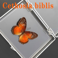 Lade das Bild in den Galerie-Viewer, Real Butterfly Specimens
