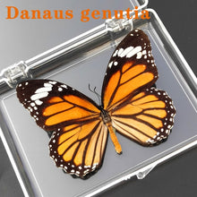 Lade das Bild in den Galerie-Viewer, Real Butterfly Specimens
