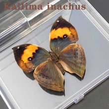 Lade das Bild in den Galerie-Viewer, Real Butterfly Specimens
