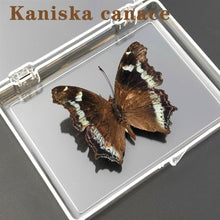 Lade das Bild in den Galerie-Viewer, Real Butterfly Specimens
