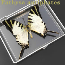 Lade das Bild in den Galerie-Viewer, Real Butterfly Specimens
