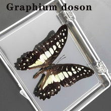 Lade das Bild in den Galerie-Viewer, Real Butterfly Specimens
