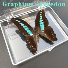 Lade das Bild in den Galerie-Viewer, Real Butterfly Specimens
