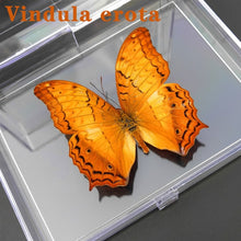 Lade das Bild in den Galerie-Viewer, Real Butterfly Specimens
