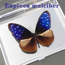 Lade das Bild in den Galerie-Viewer, Real Butterfly Specimens
