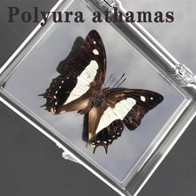 Lade das Bild in den Galerie-Viewer, Real Butterfly Specimens
