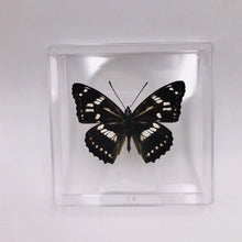 Lade das Bild in den Galerie-Viewer, Real Butterfly Specimens
