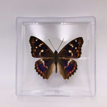 Lade das Bild in den Galerie-Viewer, Real Butterfly Specimens
