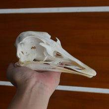 Lade das Bild in den Galerie-Viewer, 1pcs Ostrich Skull Specimen
