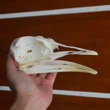 Lade das Bild in den Galerie-Viewer, 1pcs Ostrich Skull Specimen
